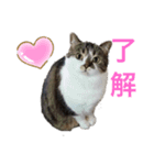 うちのあんずちゃん（個別スタンプ：1）