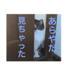 うちのあんずちゃん（個別スタンプ：2）