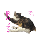 うちのあんずちゃん（個別スタンプ：8）