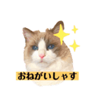 ラグドールのフーガ1（個別スタンプ：1）
