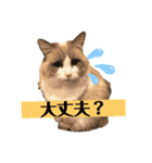 ラグドールのフーガ1（個別スタンプ：2）