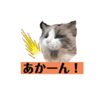 ラグドールのフーガ1（個別スタンプ：4）