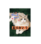 ラグドールのフーガ1（個別スタンプ：5）