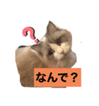 ラグドールのフーガ1（個別スタンプ：9）
