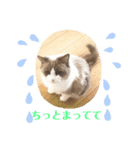 ラグドールのフーガ1（個別スタンプ：12）