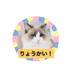 ラグドールのフーガ1（個別スタンプ：16）