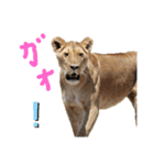 ケニア☆アニマル（個別スタンプ：4）