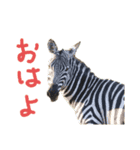 ケニア☆アニマル（個別スタンプ：5）