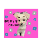 りたまるです（個別スタンプ：1）