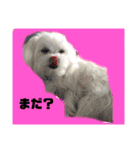 りたまるです（個別スタンプ：4）