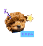 愛犬のトイプードルのスタンプ（個別スタンプ：1）