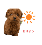 愛犬のトイプードルのスタンプ（個別スタンプ：2）