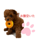 愛犬のトイプードルのスタンプ（個別スタンプ：3）
