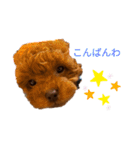 愛犬のトイプードルのスタンプ（個別スタンプ：4）