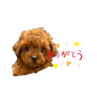 愛犬のトイプードルのスタンプ（個別スタンプ：5）