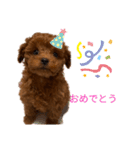 愛犬のトイプードルのスタンプ（個別スタンプ：6）