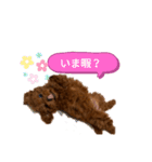 愛犬のトイプードルのスタンプ（個別スタンプ：7）