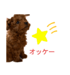愛犬のトイプードルのスタンプ（個別スタンプ：8）