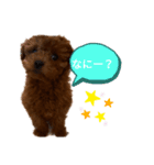 愛犬のトイプードルのスタンプ（個別スタンプ：9）