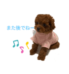 愛犬のトイプードルのスタンプ（個別スタンプ：10）