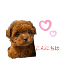 愛犬のトイプードルのスタンプ（個別スタンプ：11）