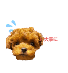 愛犬のトイプードルのスタンプ（個別スタンプ：12）