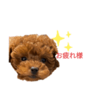 愛犬のトイプードルのスタンプ（個別スタンプ：13）
