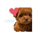 愛犬のトイプードルのスタンプ（個別スタンプ：14）