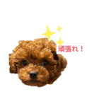 愛犬のトイプードルのスタンプ（個別スタンプ：15）