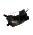 黒猫 くぅちゃん（個別スタンプ：3）