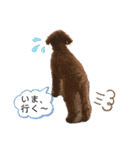 わんこのたけし（個別スタンプ：11）