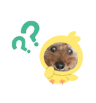 わんこのたけし（個別スタンプ：12）
