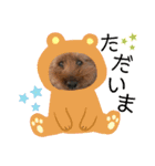 わんこのたけし（個別スタンプ：13）