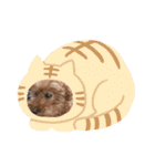 わんこのたけし（個別スタンプ：20）