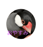 桜文鳥の日常2（個別スタンプ：1）