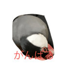 桜文鳥の日常2（個別スタンプ：2）