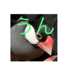 桜文鳥の日常2（個別スタンプ：3）