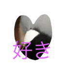 桜文鳥の日常2（個別スタンプ：5）