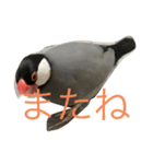 桜文鳥の日常2（個別スタンプ：8）