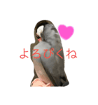 桜文鳥の日常2（個別スタンプ：9）