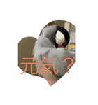 桜文鳥の日常2（個別スタンプ：10）