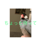 桜文鳥の日常2（個別スタンプ：11）