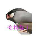 桜文鳥の日常2（個別スタンプ：12）