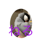 桜文鳥の日常2（個別スタンプ：13）