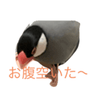 桜文鳥の日常2（個別スタンプ：14）