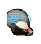 桜文鳥の日常2（個別スタンプ：15）