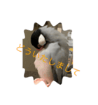 桜文鳥の日常2（個別スタンプ：16）