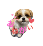 もぐすたんぷ（個別スタンプ：1）