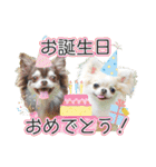チワワのるいとろろあ～季節のご挨拶編～（個別スタンプ：1）