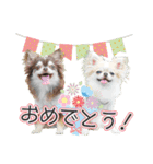 チワワのるいとろろあ～季節のご挨拶編～（個別スタンプ：3）